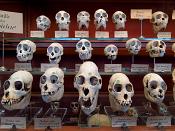 galerie de paleontologie et de anatomie comparee 12-2015 8225